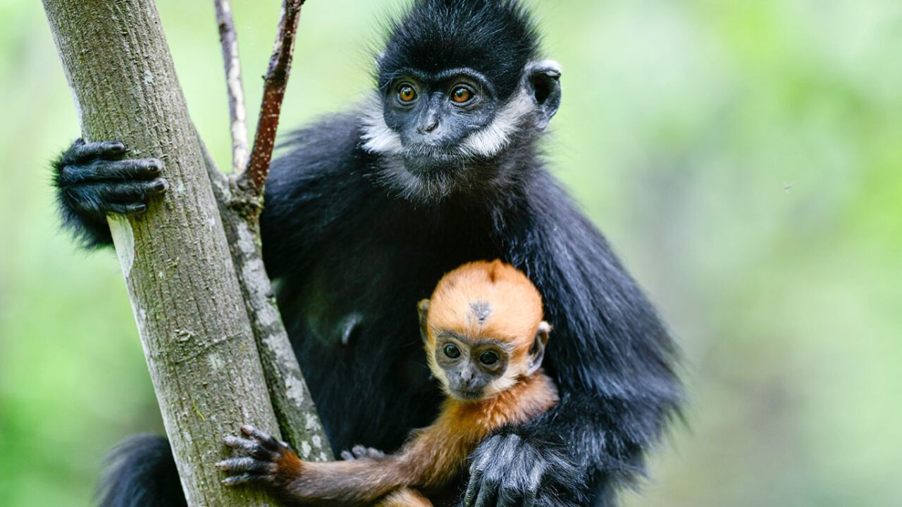 贵州麻阳河国家级自然保护区里的黑叶猴