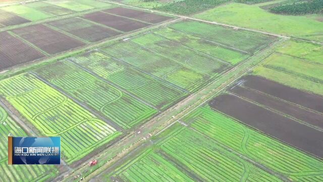 海口:通过“百企联百村”村企结对 鼓励引导民营企业建设和美乡村