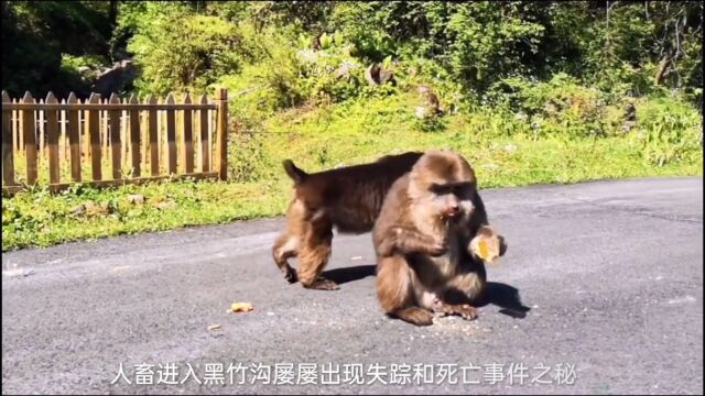 四川黑竹沟,被国内外称为“中国百慕大”,位于地球神秘的北纬三十度