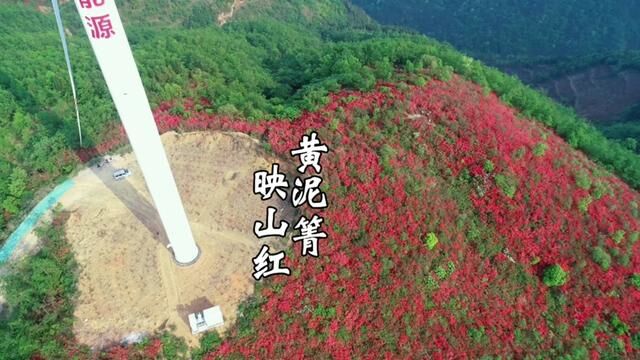 漫山遍野花正红,黄泥箐杜鹃花#贵州兴义 #满山遍野映山红 #杜鹃花