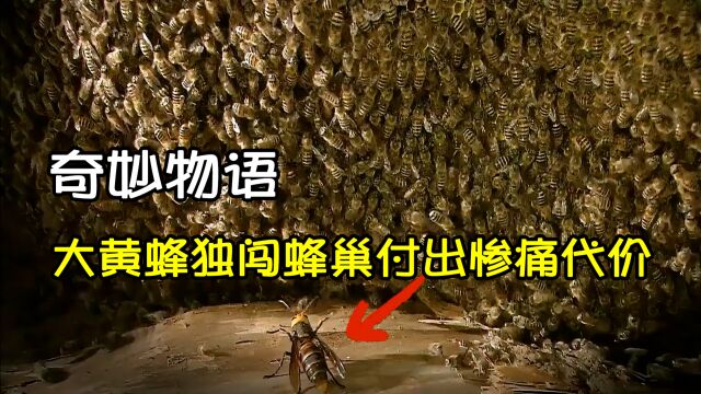 大黄蜂独闯密封巢穴,结果被团团围住活活热死|奇妙物语