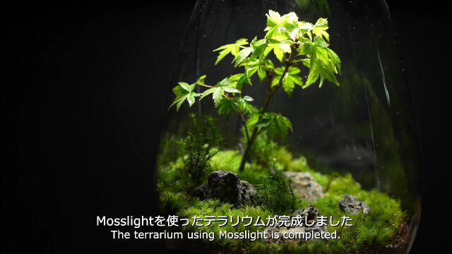 制作成玻璃容器的日式庭园【带LED照明的玻璃容器Mosslight(Mosslight)】#98 