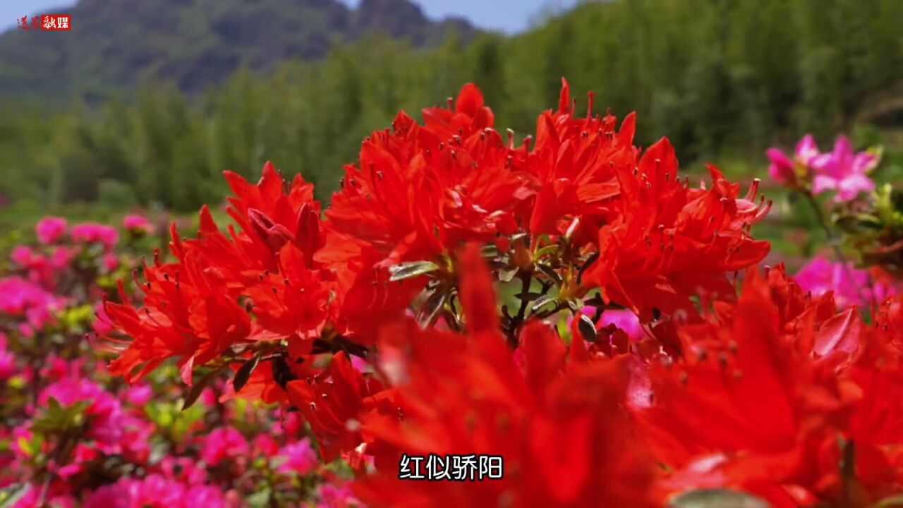 遂昌高坪杜鹃花图片