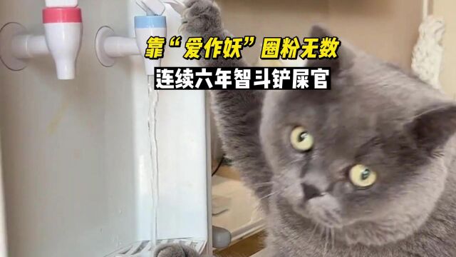 英短蓝猫不撸,靠“爱作妖”圈粉无数,连续六年和铲屎官斗智斗勇