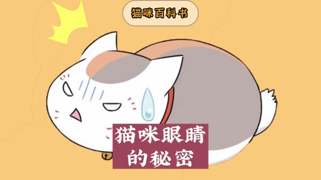 猫咪眼睛的5个小秘密,知道的人可不多!