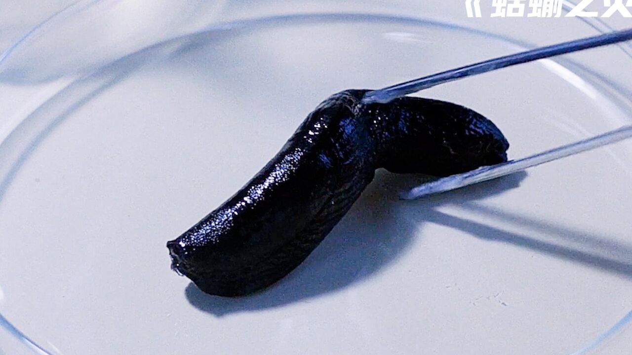 第三段-城市里出现巨大鼻涕虫,城市差点被毁灭