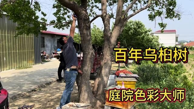 这棵号称“庭院色彩大师”的百年乌桕,居然藏在山沟沟里,真难得