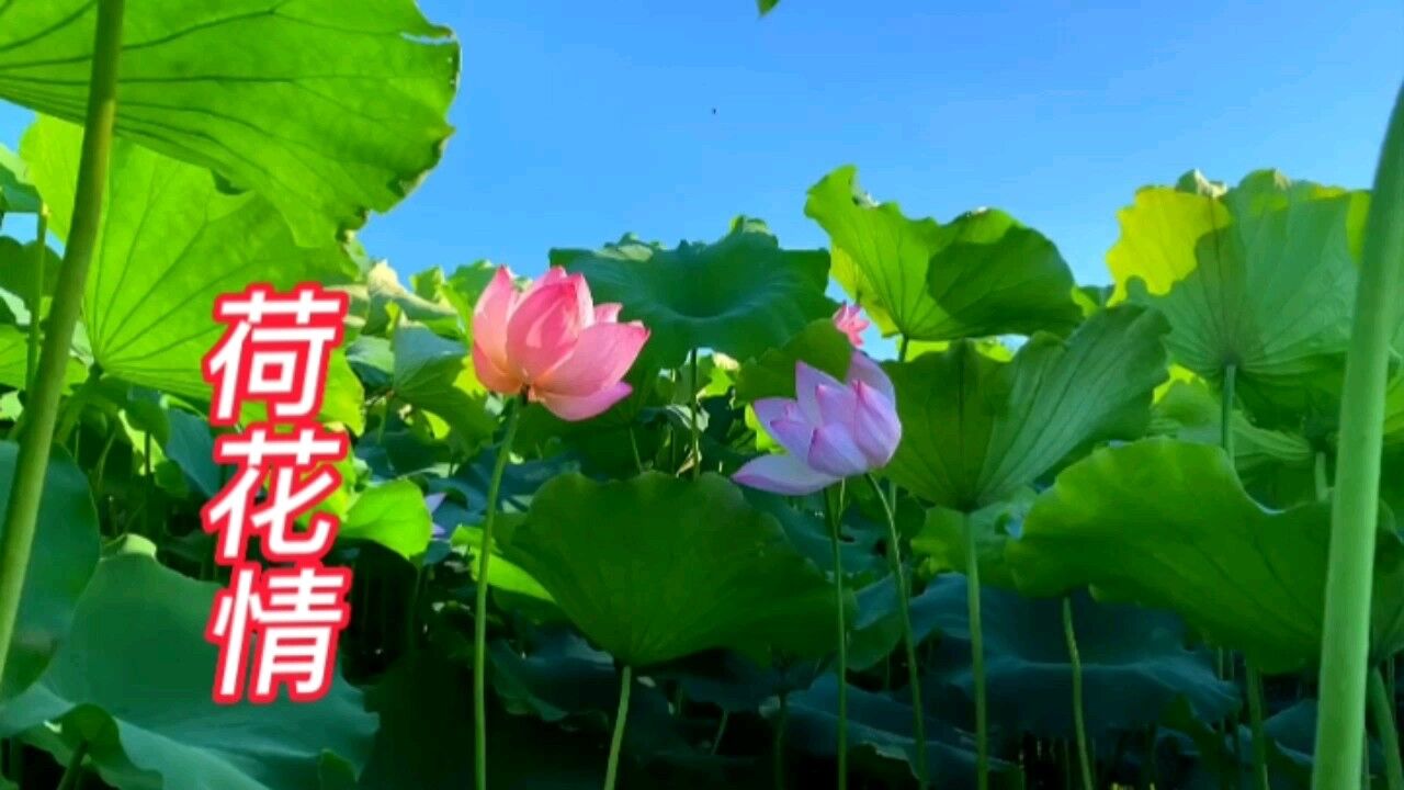 荷花情,送给大家