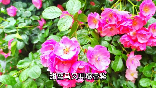 实拍我家地方的月季花.