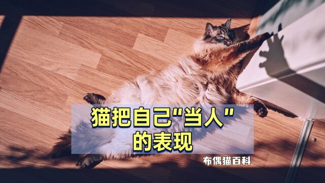 若布偶猫有这4个表现,说明它把自己“当成人”了!