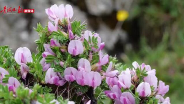 青海野生植物鉴赏