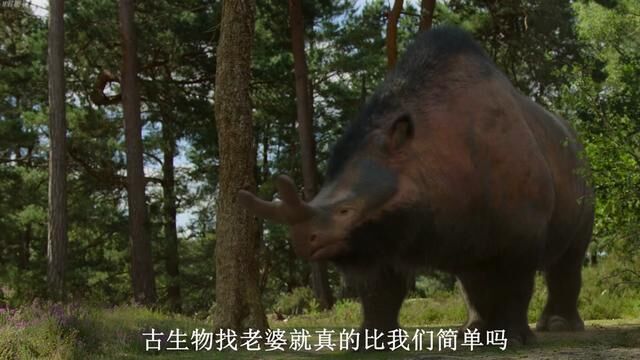 巨角犀找老婆被打,差点回不去了,场面一度搞笑#古生物 #巨角犀