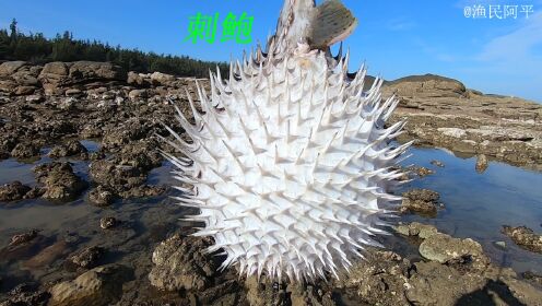 阿平来赶海遇到了一条刺鲍鱼,它的身上都是刺像个刺猬一样_高清1080P在线观看平台_腾讯视频