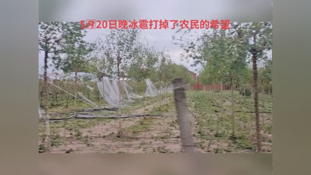 新农人2023年5月20日,一场冰雹、大雨、大风袭击了眉县横渠镇部分产区,可谓百年不遇的极端灾害天气,受灾的果园基本绝收