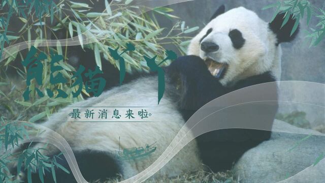 熊猫丫丫最新消息来啦