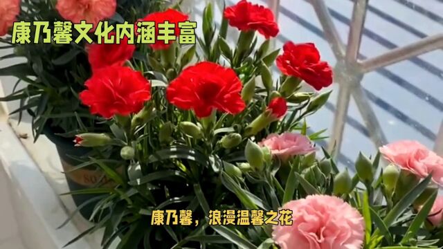 康乃馨:东西方文化的交汇点