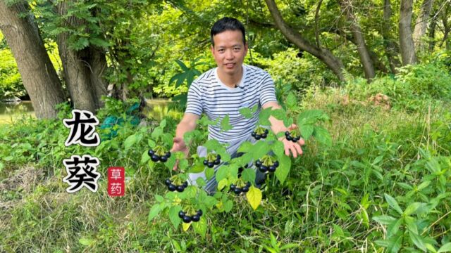 农村大名鼎鼎龙葵,原来它是18种病害的克星,这植物你们家乡有吗