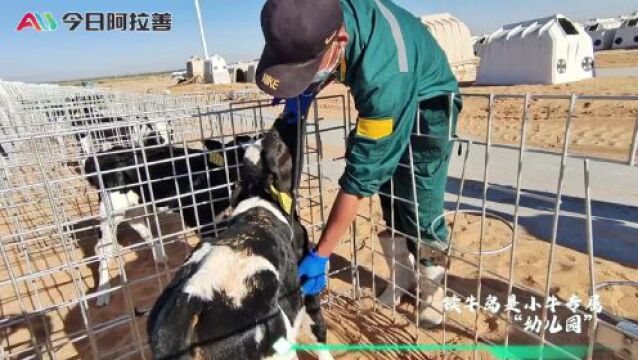 “牛”劲十足!阿拉善这个奶牛养殖基地建设顺利推进