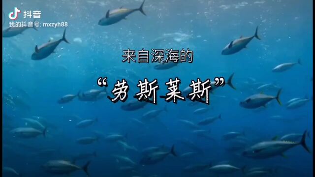 2023年11月11日,大型蓝鳍金枪鱼现场开鱼盛宴等待您的莅临! 地点:安徽省芜湖市镜湖区信达大厦101蛮蟹蒸洋货 订餐电话:05537511999