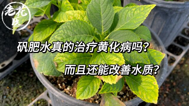 矾肥水真的治疗黄化病吗?而且还能改善水质?