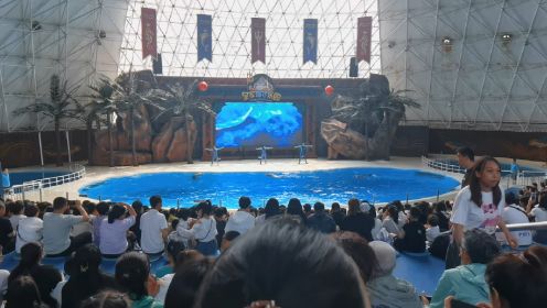 辽宁省抚顺皇家极地海洋世界海豚表演