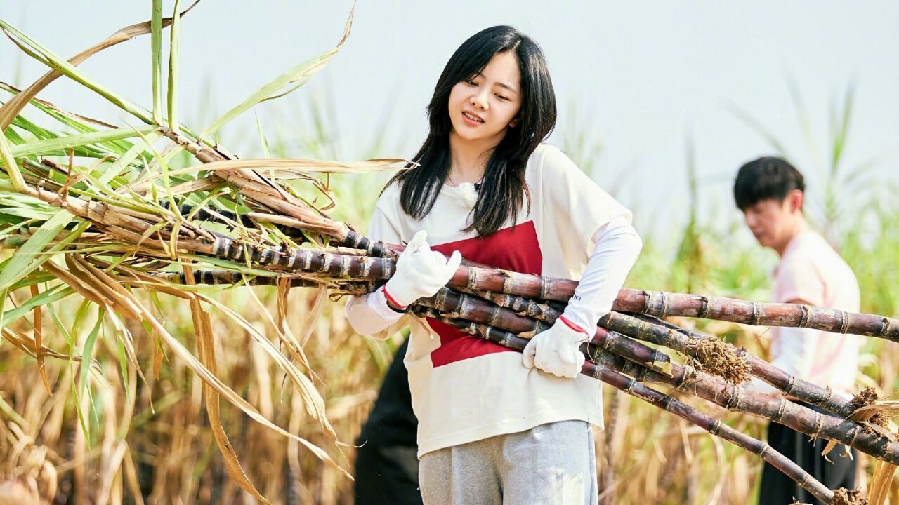 《向往的生活》最新路透,谭松韵第三次做客,黄磊给其遮阳好暖心