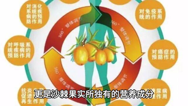 沙棘原浆的十大功效是什么