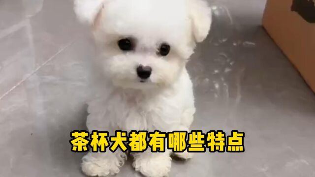 这几个茶杯犬的特点,你都知道哪些?