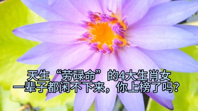 天生“劳碌命”的4大生肖女,一辈子都闲不下来,你上榜了吗?