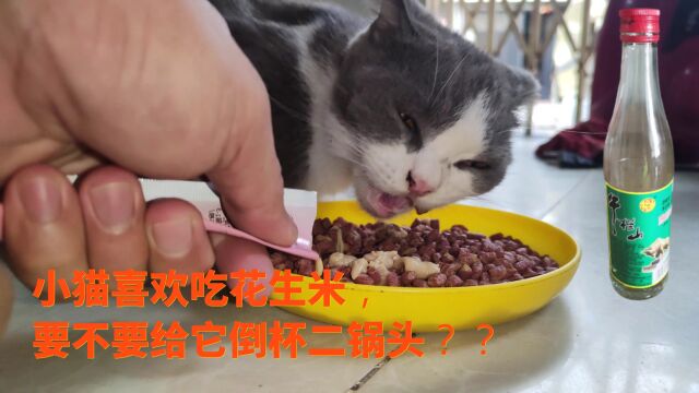 小猫喜欢吃花生米,要不要给它倒杯二锅头??