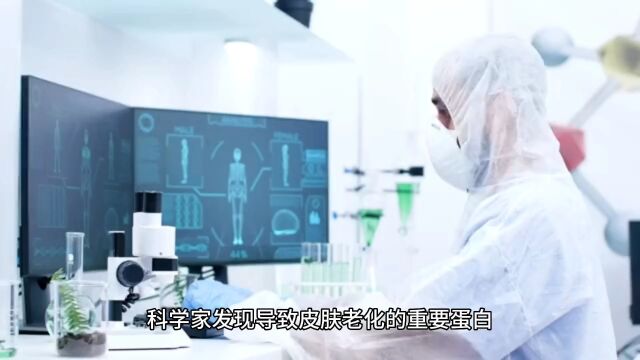 科学家发现导致皮肤老化的重要蛋白