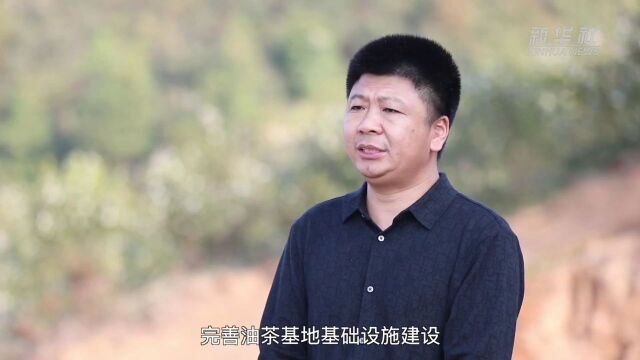 湖南宁远:油茶香满山 丰收采摘忙