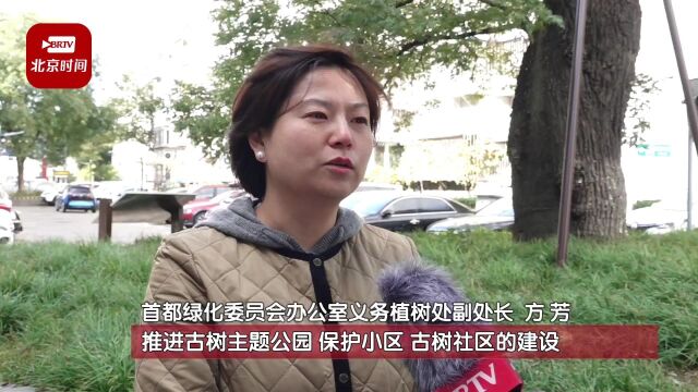 人树和谐!北京9棵古树“寿星”开启社区新生活