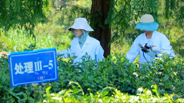 2023走出杨凌看示范,解锁“茶科技”甘当“沏茶人”