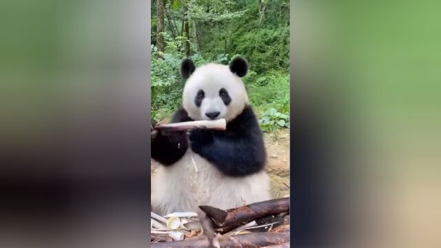 食竹之王,在线吃播!大熊猫