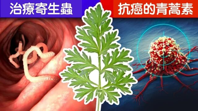 青蒿素(苦艾草)抗癌惊人效果,自然疗法,柏格医生 Dr Berg