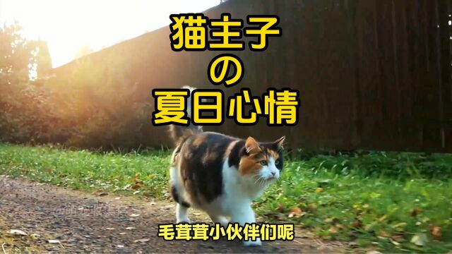 猫咪会怕热吗?揭秘猫主子的夏日心情!