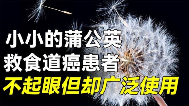 “藏”在身边的中药,蒲公英是食道癌的救星?不起眼却广泛使用?