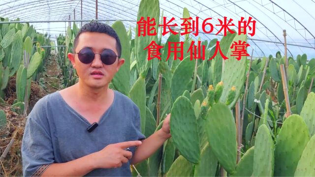 你见过能长到6米,还可以观赏,食用,药用的仙人掌吗?它就是:梨果仙人掌(米邦塔品种)