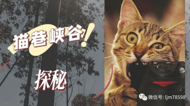 魔幻猫巷峡谷