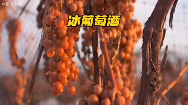 你知道冰葡萄酒是如何制作出来的吗?#纪录片 #制作过程 #工厂实拍视频