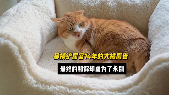 橘猫铃铛离世,生前暴揍铲屎官整整14年,最终的和解却成为了永别