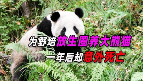 圈养大熊猫被野外放生，仅一年时间，就意外离世！