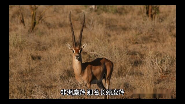 《草原上的优雅舞者:探秘非洲糜羚的生活》