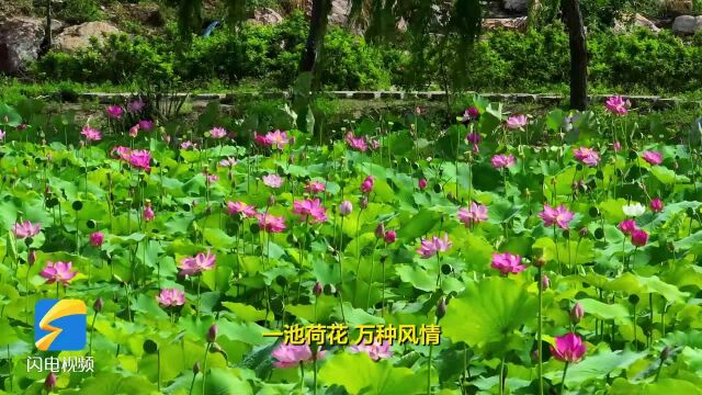 昌邑:“荷”你相约 美在当“夏”