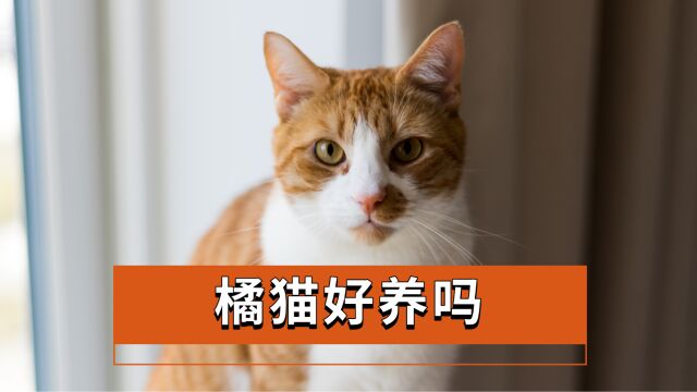 关于橘猫你了解多少呢?快来看看有没有你不知道的