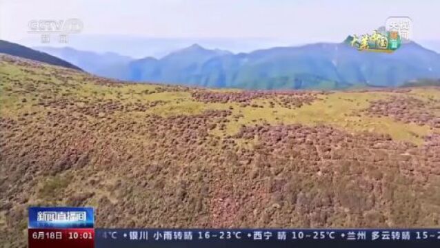 秦岭东梁览巍峨 高山杜鹃迎风开