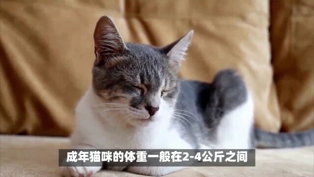 怎样判断猫的年龄