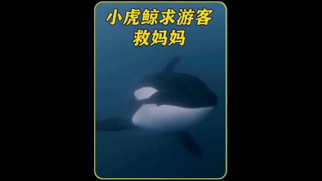 小虎鲸拦截游客的船,原来是为了救妈妈,