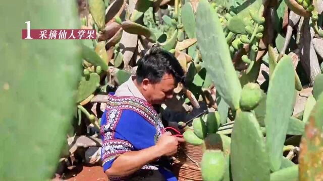 央视点赞ⷮŠ文山仙人掌果又多又香~